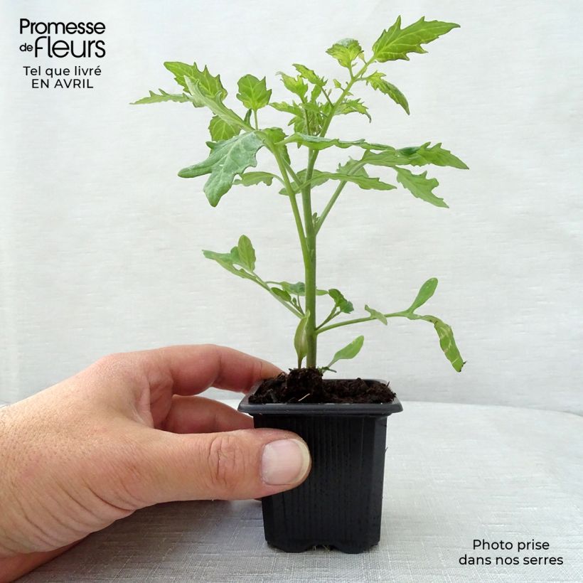 Esimerkki keväällä toimitetusta Kirsikkatomaatti Supersweet 100 7/8 cm taimiruukku-taimesta
