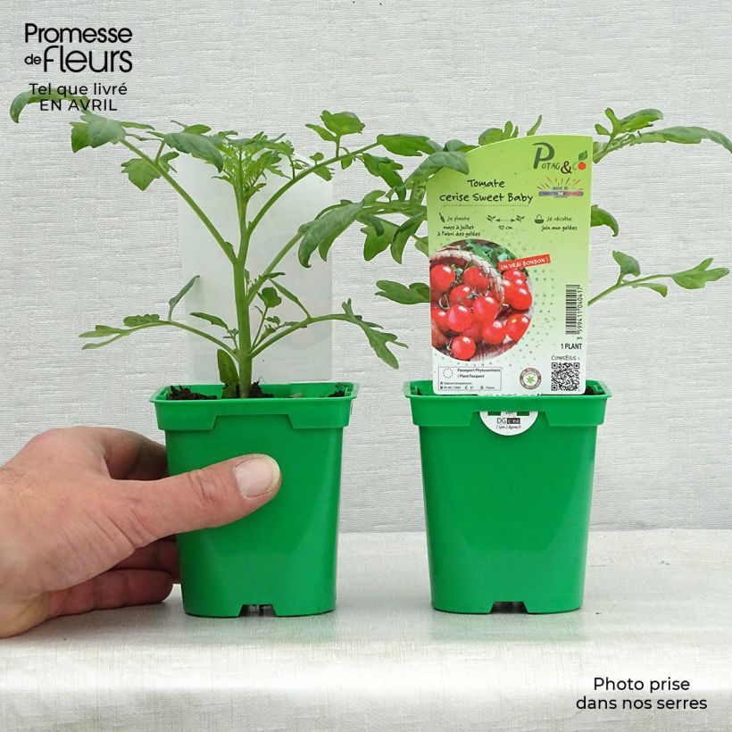 Esimerkki keväällä toimitetusta Tomaatti Sweetbaby F1 taimena 10 cm/11 cm ruukku-taimesta