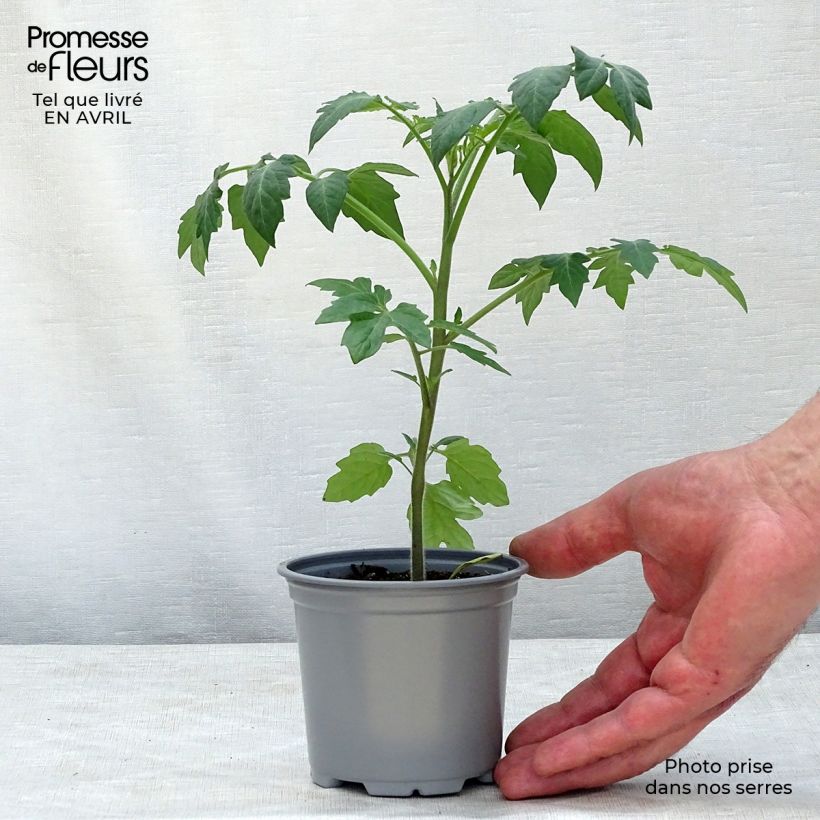 Esimerkki keväällä toimitetusta Tomaatti Tutti Frutti taimena 8/9 cm taimiruukku-taimesta
