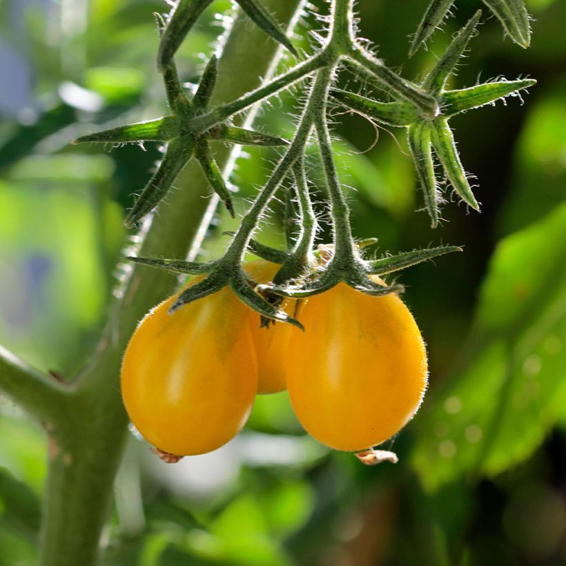 Kirsikkatomaatti Yellow Pearshaped luomu (Sadonkorjuu)