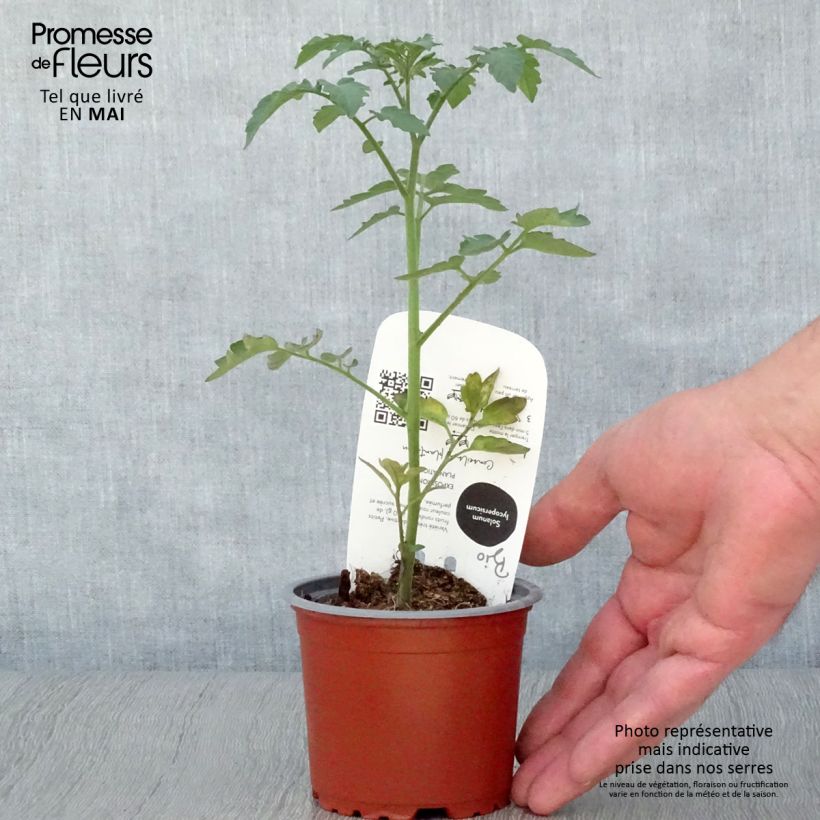 Esimerkki keväällä toimitetusta Kirsikkatomaatti Gusta Mini Red F1 luomu taimena 10 cm/11 cm ruukku-taimesta