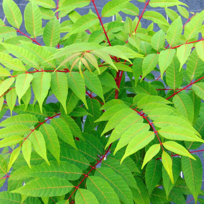 Toona sinensis Flamingo (Lehvistö)