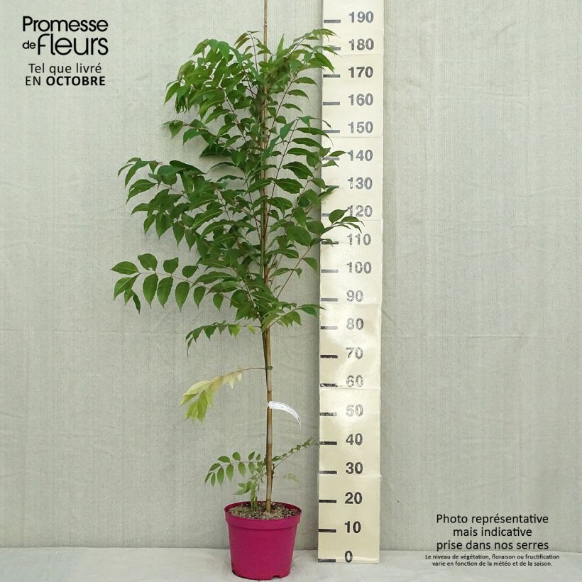 Esimerkki syksyllä toimitetusta Toona sinensis Flamingo - Acajou de Chine Pot de 4L/5L-taimesta