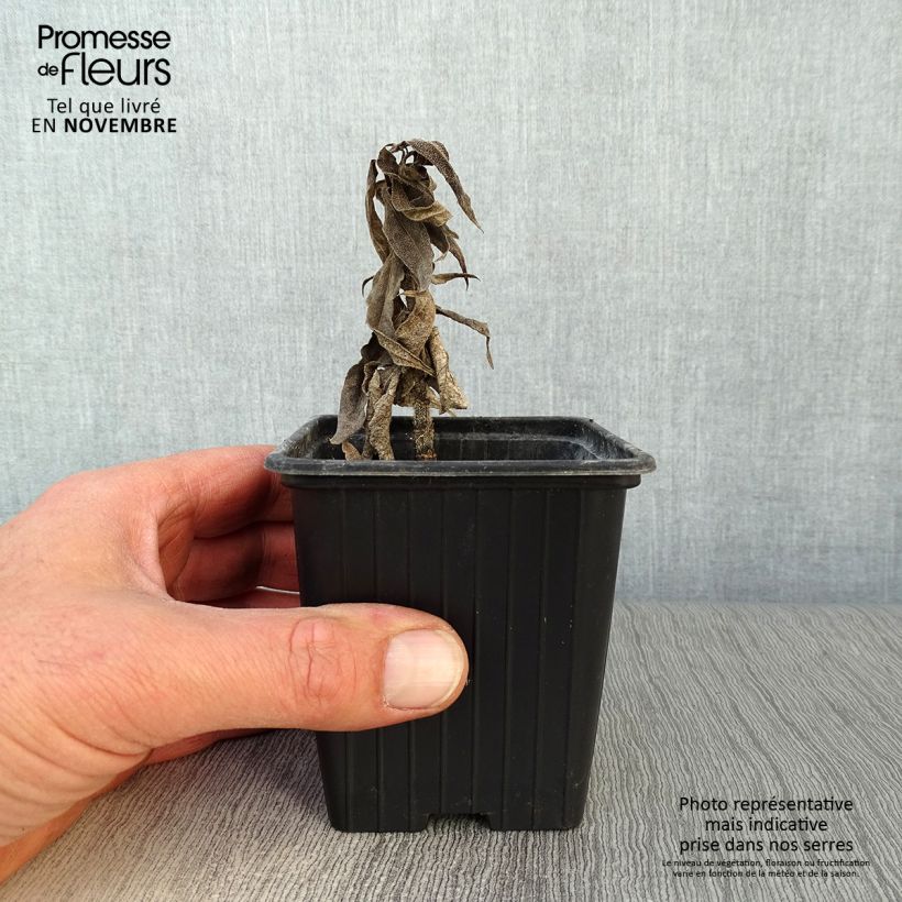 Esimerkki syksyllä toimitetusta Maa-artisokka kääpiö luomu 7/8 cm taimiruukku-taimesta