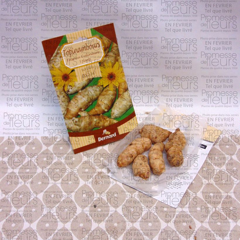 Esimerkki toimitetusta Maa-artisokka Fuseau Culinaire Kappale-taimesta