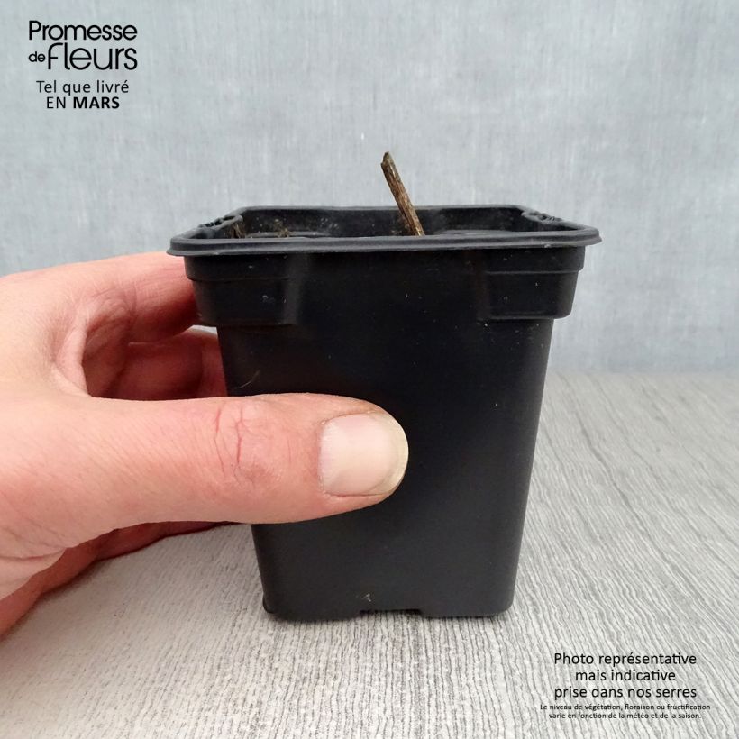 Esimerkki keväällä toimitetusta Maa-artisokka roosa luomu 7/8 cm taimiruukku-taimesta