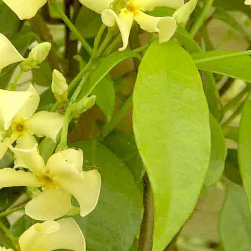 Tähtijasmiini Star of Toscane (Lehvistö)