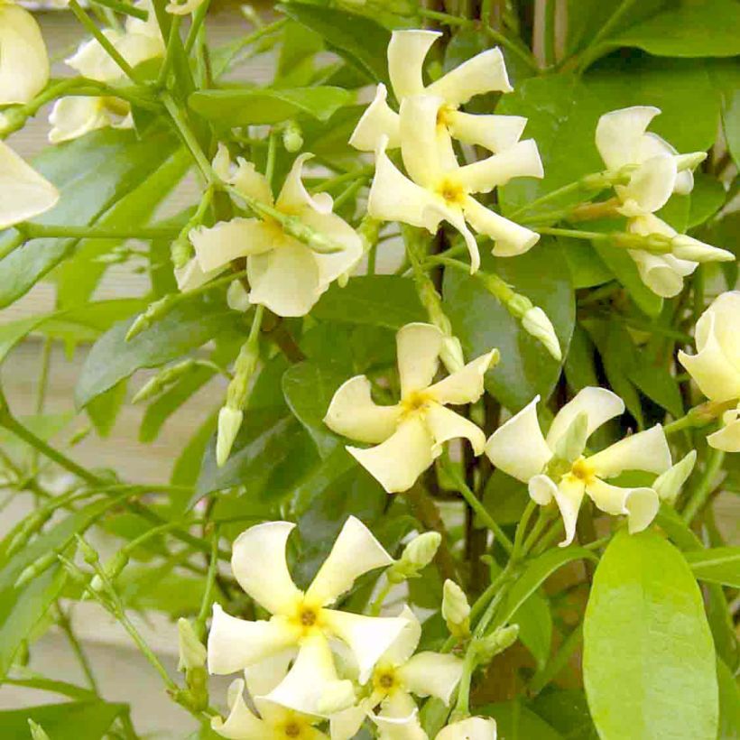 Tähtijasmiini Star of Toscane (Kukinta)