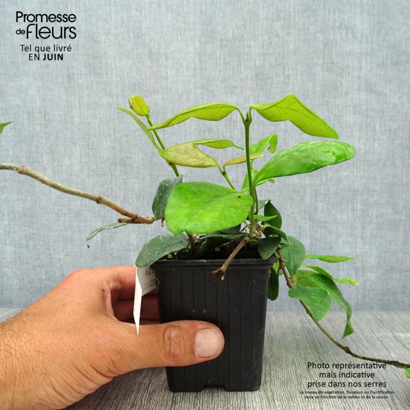 Esimerkki kesällä toimitetusta Trachelospermum asiaticum Chili & Vanilla Livano Taimiruukku 8/9 cm-taimesta