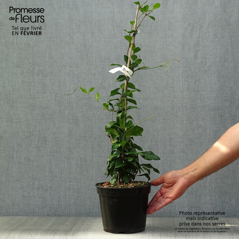 Esimerkki syksyllä toimitetusta Trachelospermum asiaticum Chili & Vanilla - Faux-jasmin  Pot de 3L/4L-taimesta