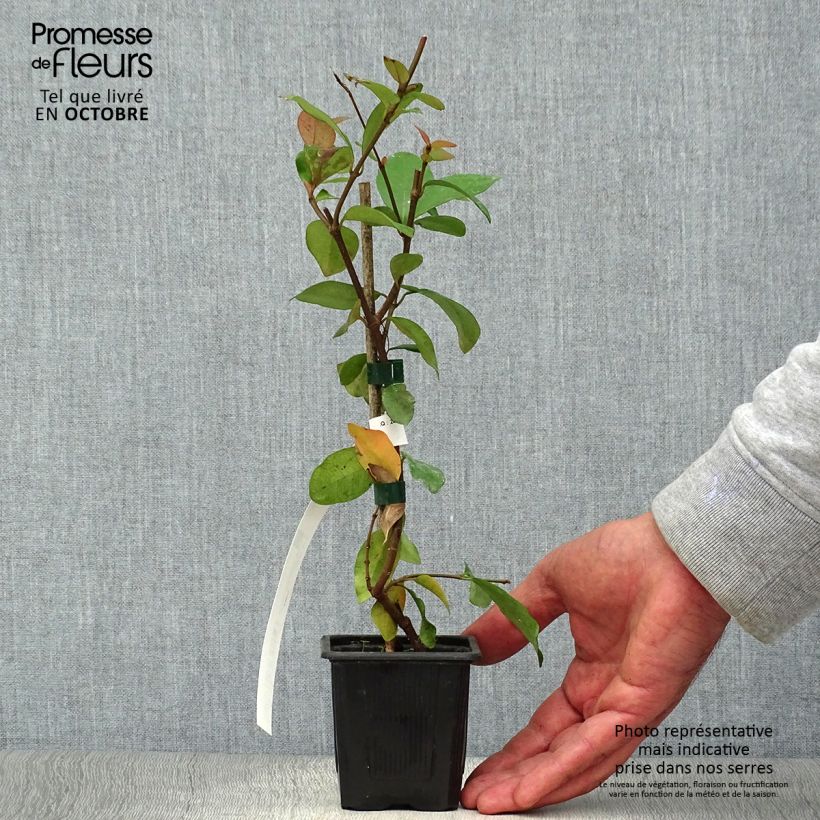 Esimerkki syksyllä toimitetusta Trachelospermum asiaticum 8/9 cm taimiruukku-taimesta