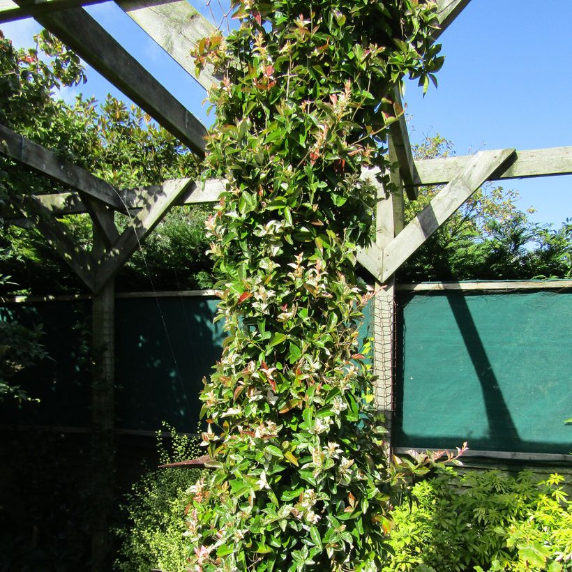 Trachelospermum asiaticum Goshiki Chirimen (Kasvutapa)