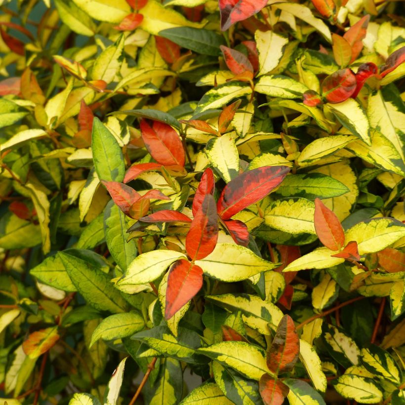 Trachelospermum asiaticum Ogon-Nishiki (Lehvistö)