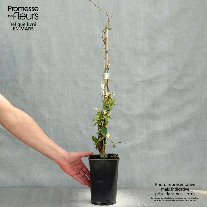 Esimerkki keväällä toimitetusta Trachelospermum asiaticum Ogon-Nishiki Pot de 2L/3L-taimesta