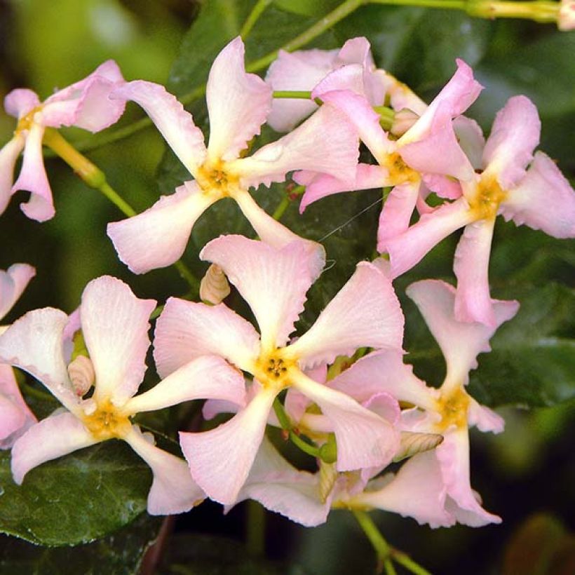 Trachelospermum asiaticum Pink Showers (Kukinta)