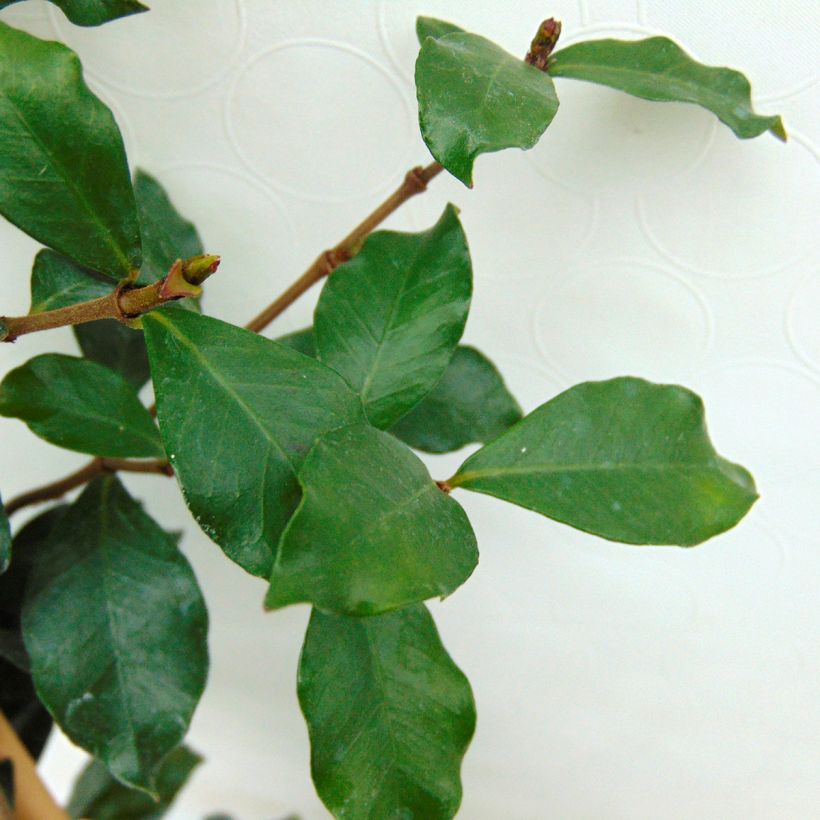 Trachelospermum asiaticum Pink Showers (Lehvistö)