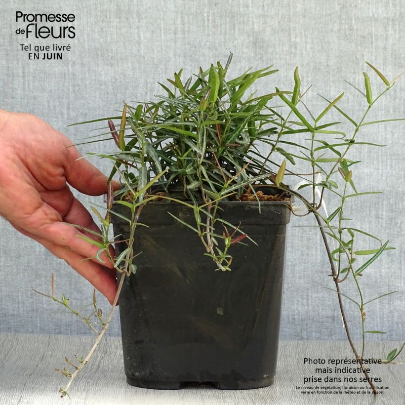 Esimerkki kesällä toimitetusta Trachelospermum asiaticum Theta Pot de 3L/4L-taimesta