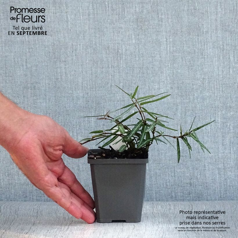 Esimerkki syksyllä toimitetusta Trachelospermum asiaticum Theta 8/9 cm taimiruukku-taimesta