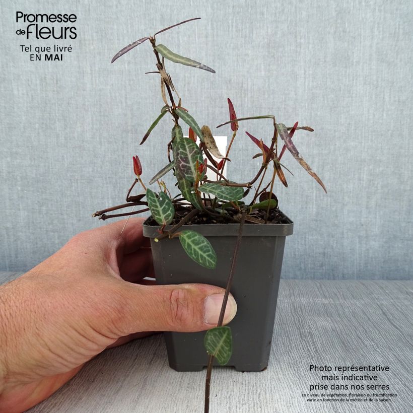 Esimerkki keväällä toimitetusta Trachelospermum asiaticum Theta Godet de 8/9 cm-taimesta