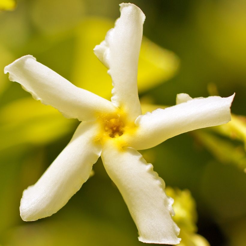 Trachelospermum asiaticum Chili & Vanilla Livano (Kukinta)