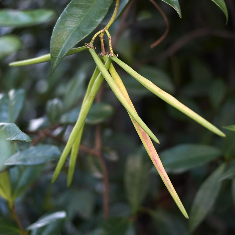 Trachelospermum asiaticum Chili & Vanilla Livano (Sadonkorjuu)