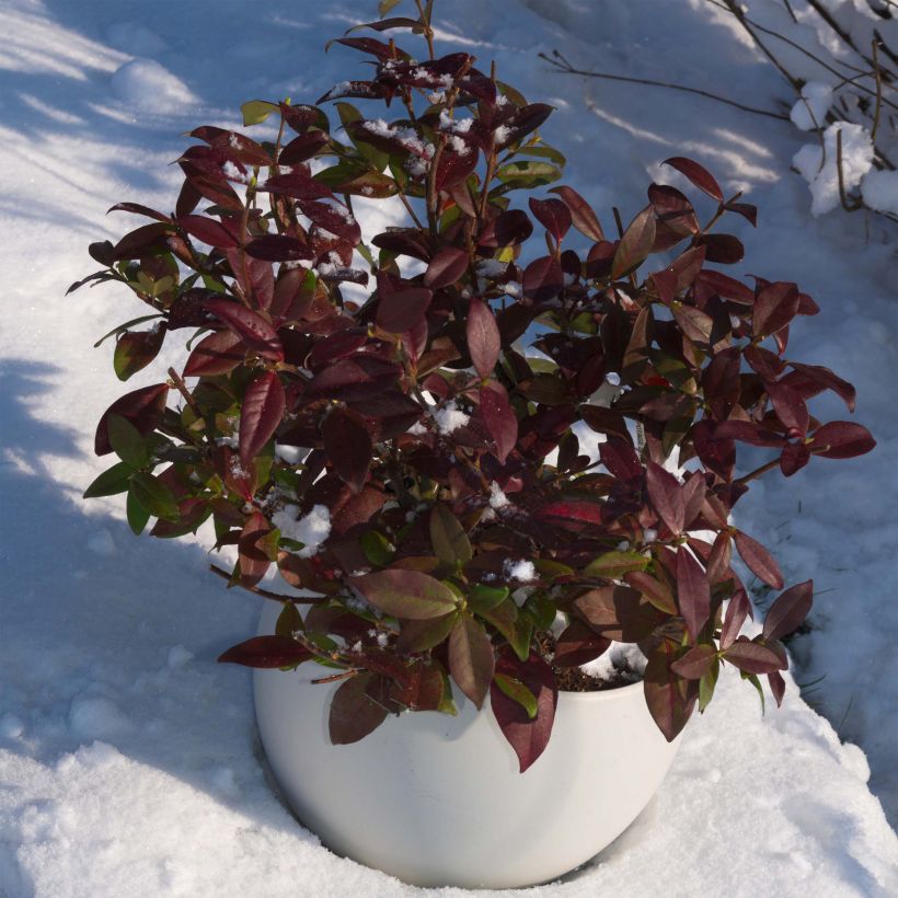 Tähtijasmiini Winter Ruby (Kasvutapa)