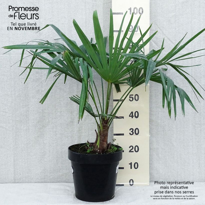 Esimerkki syksyllä toimitetusta Kuitupalmu - Trachycarpus fortunei 7,5 litran / 10 litran ruukku-taimesta