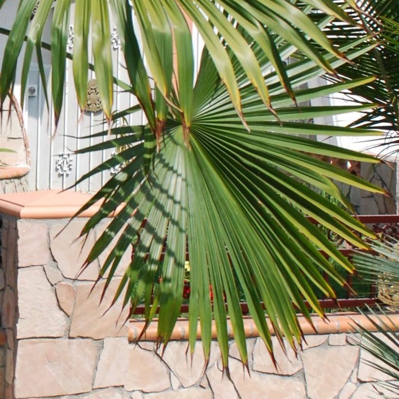 Kuitupalmu - Trachycarpus latisectus (Lehvistö)