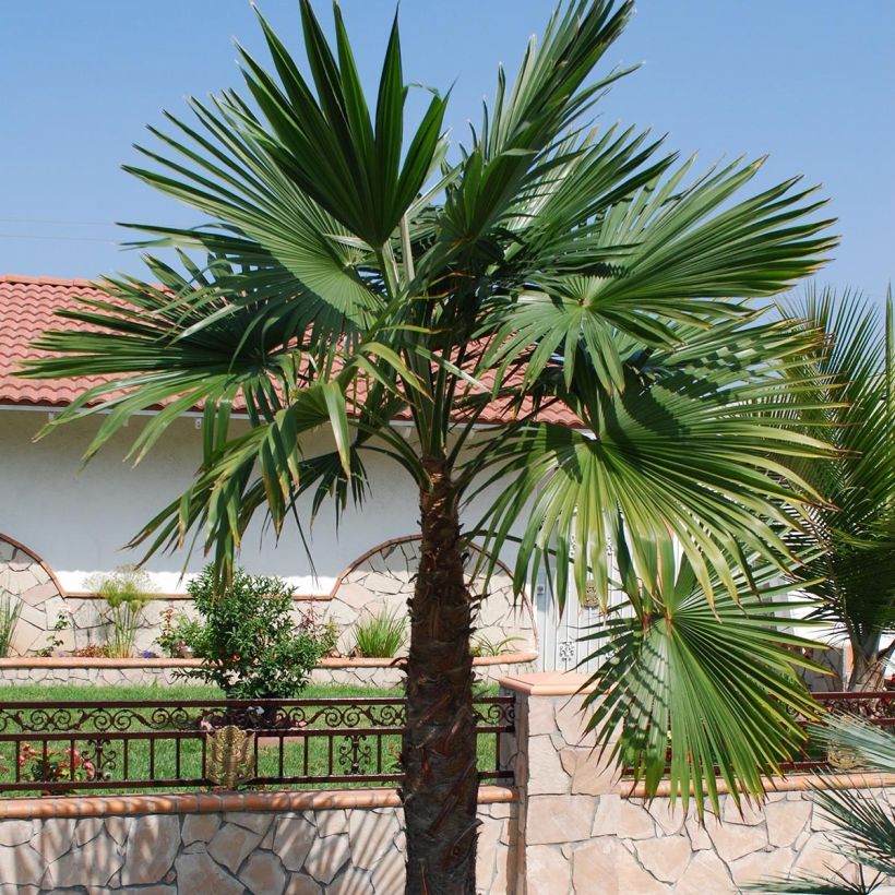 Kuitupalmu - Trachycarpus latisectus (Kasvutapa)