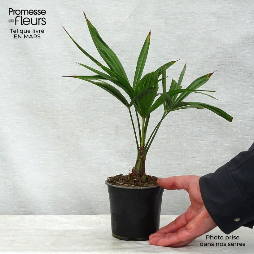 Esimerkki keväällä toimitetusta Kuitupalmu - Trachycarpus latisectus Pot de 12 cm / 13 cm-taimesta