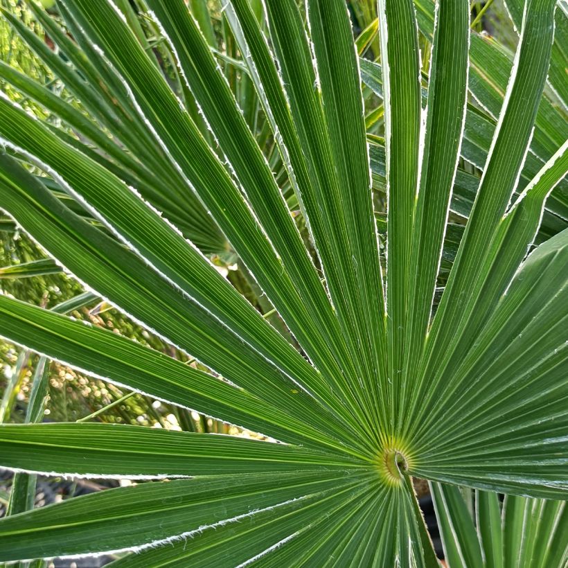 Kuitupalmu - Trachycarpus wagnerianus (Lehvistö)