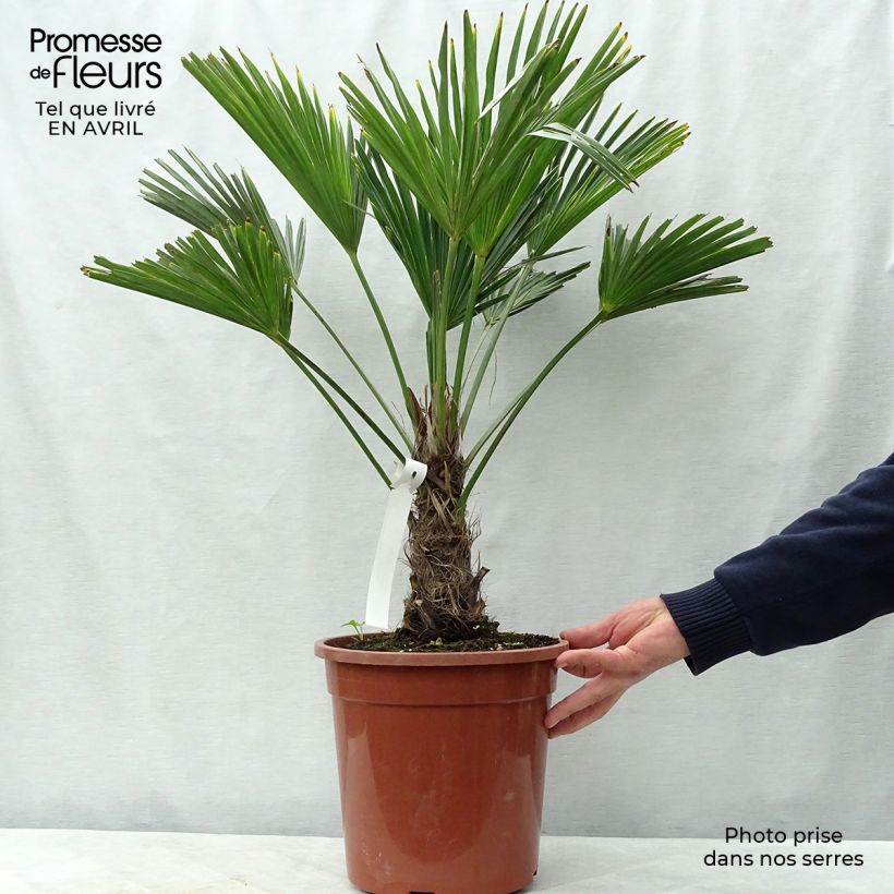 Esimerkki keväällä toimitetusta Kuitupalmu - Trachycarpus wagnerianus Ruukku 6L / 7L-taimesta
