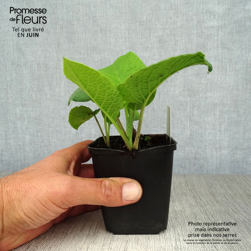 Esimerkki kesällä toimitetusta Vårgurkört - Trachystemon orientalis Taimiruukku 8/9 cm-taimesta