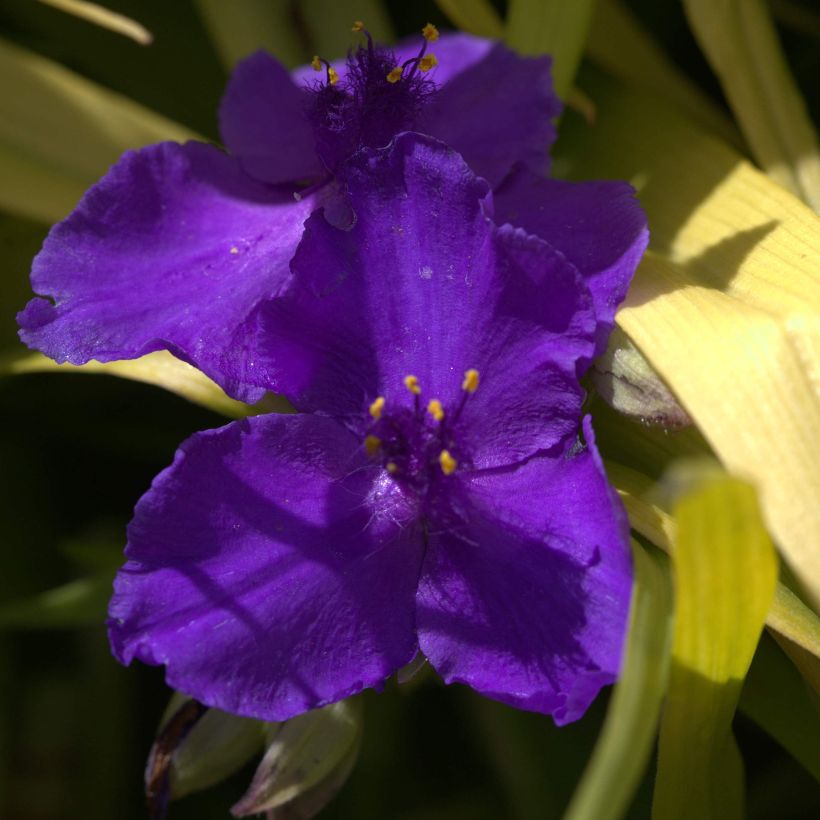 Tarhajuoru Blue and Gold (Kukinta)