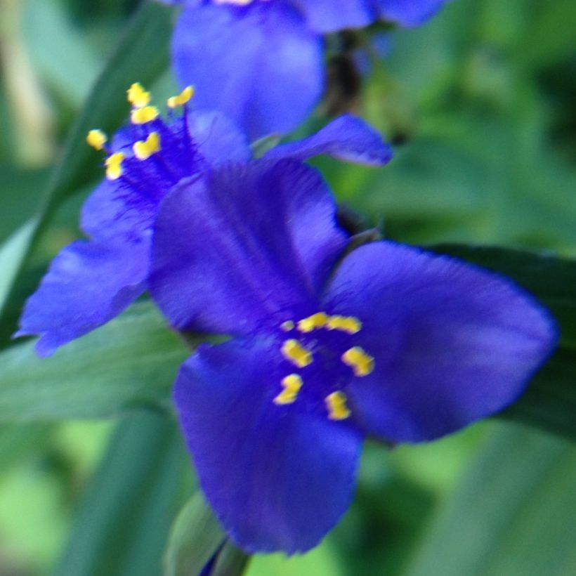 Tarhajuoru Isis (Flowering)