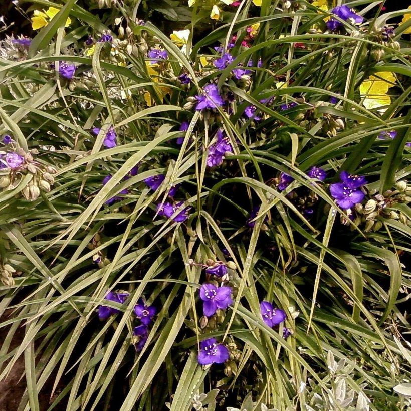 Tarhajuoru Isis (Plant habit)