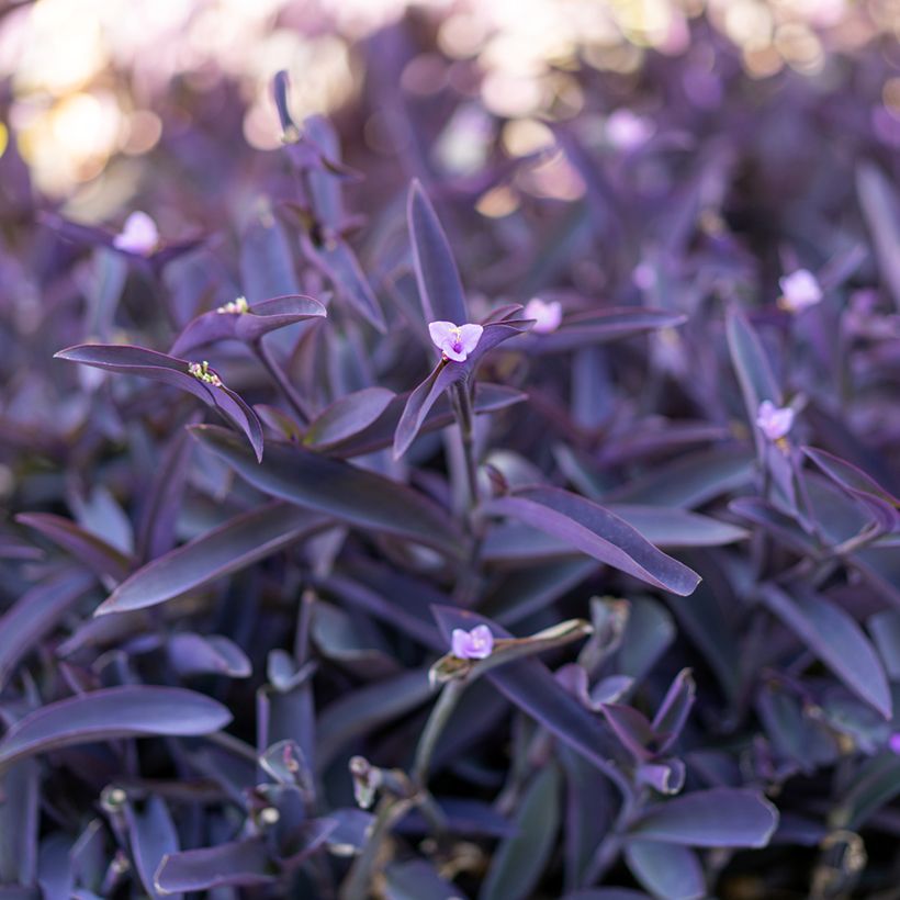 Purppurajuoru Purple Heart (Lehvistö)