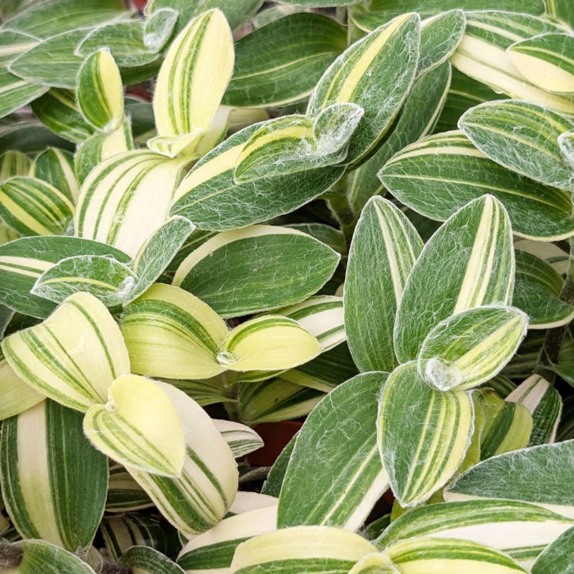 Nukkajuoru Variegata (Lehvistö)