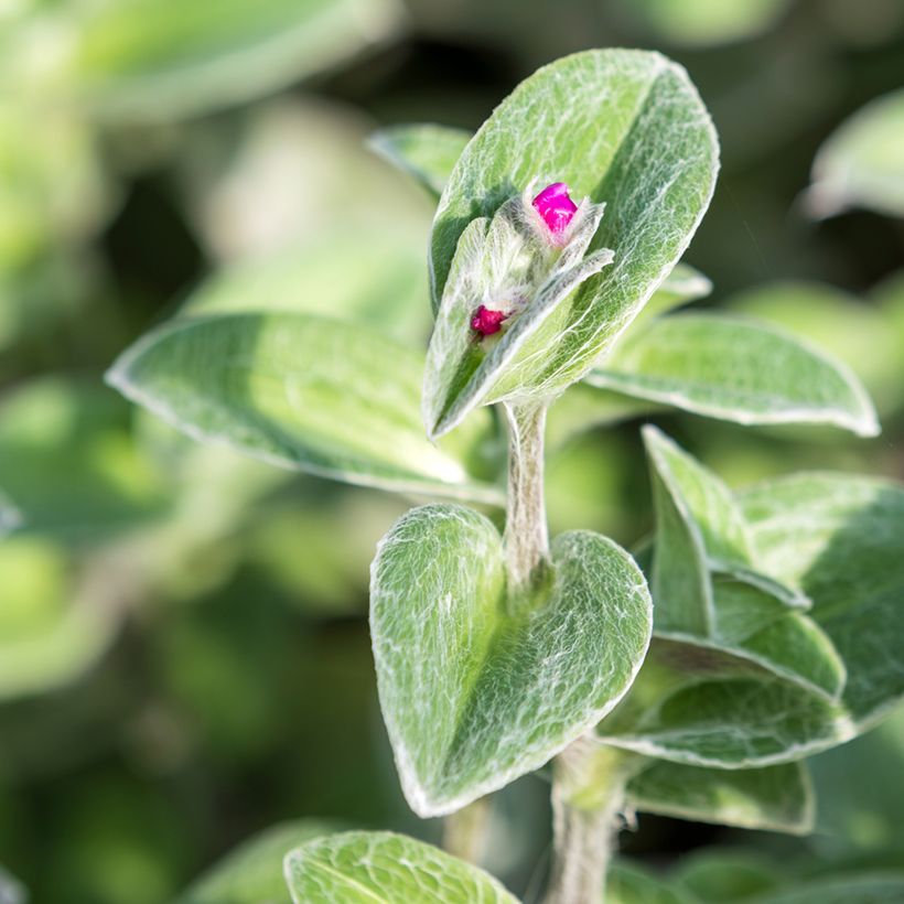 Nukkajuoru - Tradescantia sillamontana (Lehvistö)