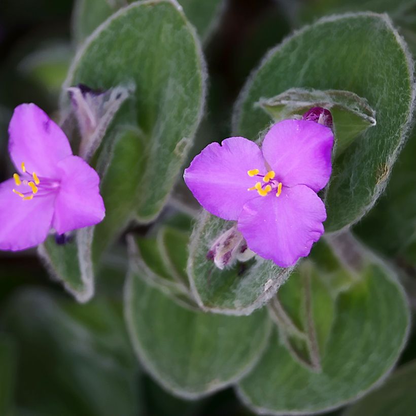 Nukkajuoru - Tradescantia sillamontana (Kukinta)