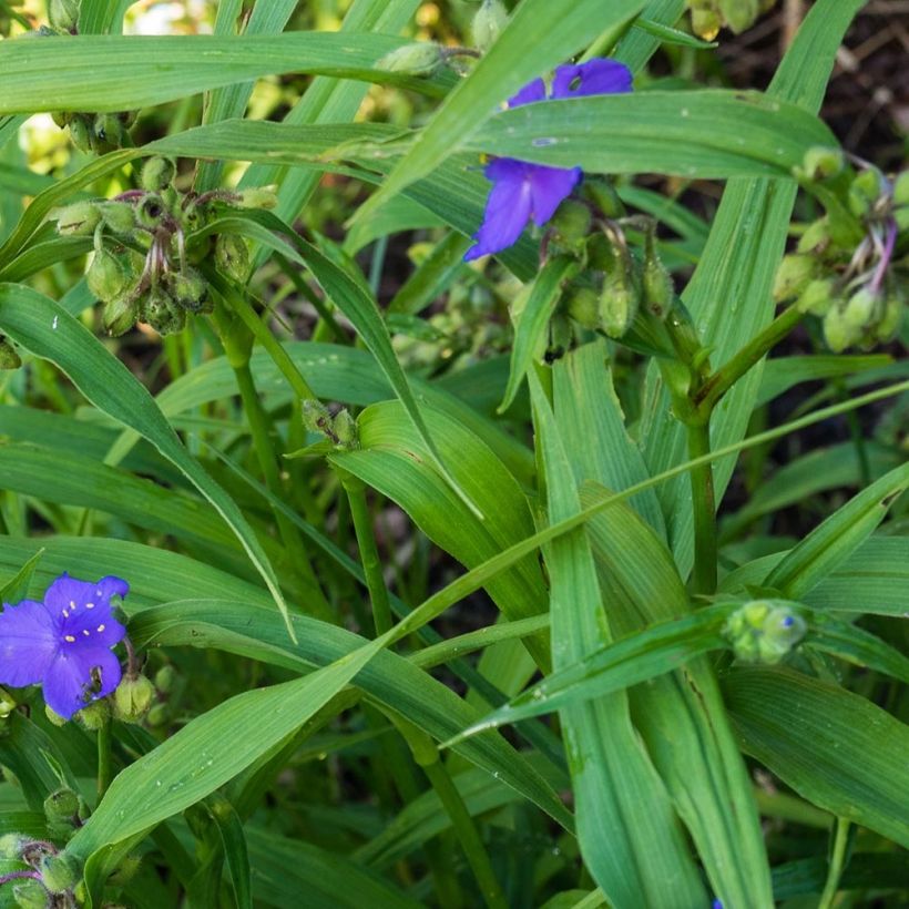 Tarhajuoru Zwanenburg Blue (Lehvistö)