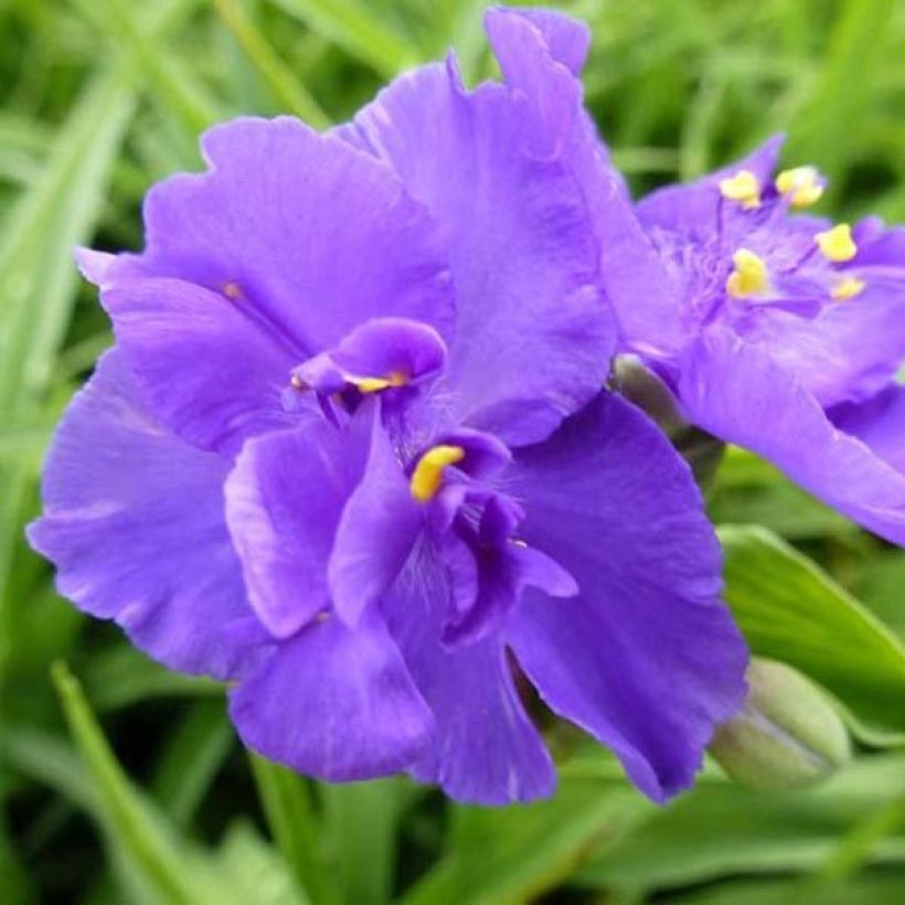 Tarhajuoru Zwanenburg Blue (Kukinta)