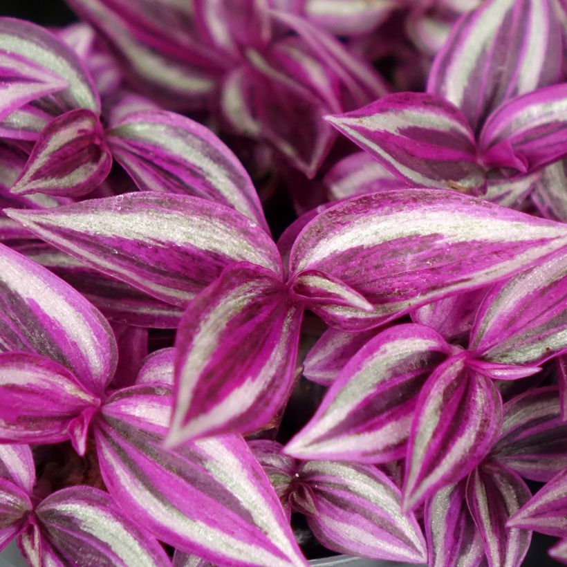 Kirjojuoru Pink Paradise (Lehvistö)