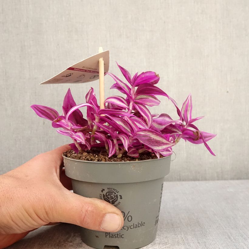 Esimerkki keväällä toimitetusta Kirjojuoru Pink Paradise 12 cm / 13 cm ruukku-taimesta