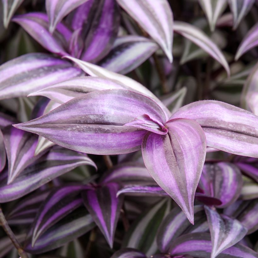 Kirjojuoru Purple Joy (Lehvistö)
