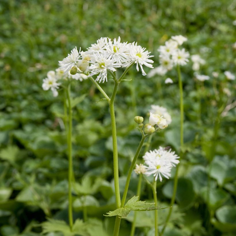 Trautvetteria caroliniensis (Kasvutapa)