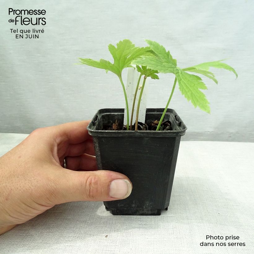 Esimerkki kesällä toimitetusta Trautvetteria caroliniensis Godet de 8/9 cm-taimesta