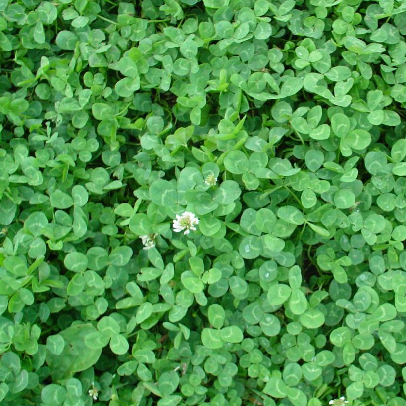 Valkoapila kääpiö (Lehvistö)
