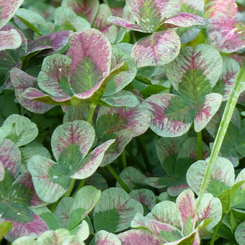 Apila Angel Clover Chocolate (Lehvistö)