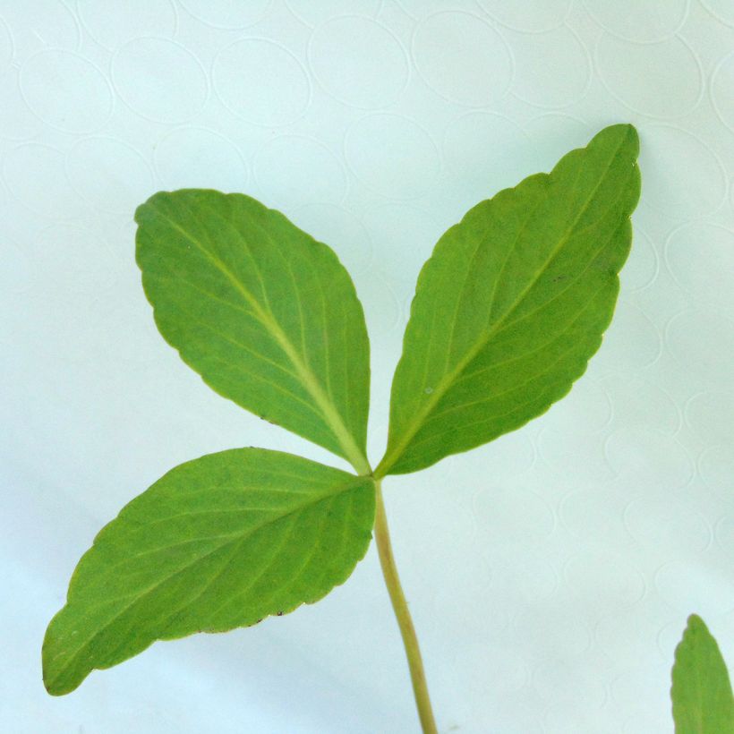 Raate - Menyanthes trifoliata (Lehvistö)